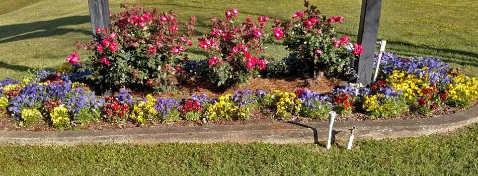 Winter annuals planted in a landscaping bed in front of a home in Wrens, GA.