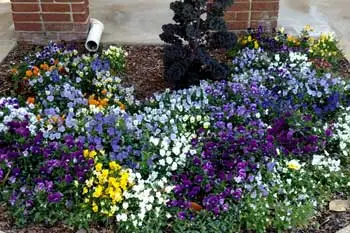 Annual flowers planted at a property in Waynesboro, GA.