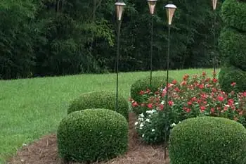 Louisville, GA property receiving fertilization and other lawn care services.